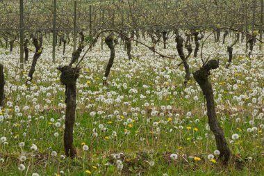 Vineyard with lots of Dandelions ripe with seedheads under the vines.