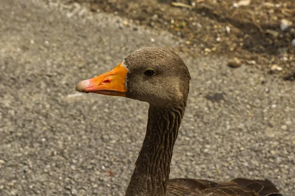 Head Neck Greylag Goose Anser Anser — Photo