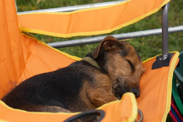 小さなモングレル犬は屋外でキャンプチェアで眠ります — ストック写真