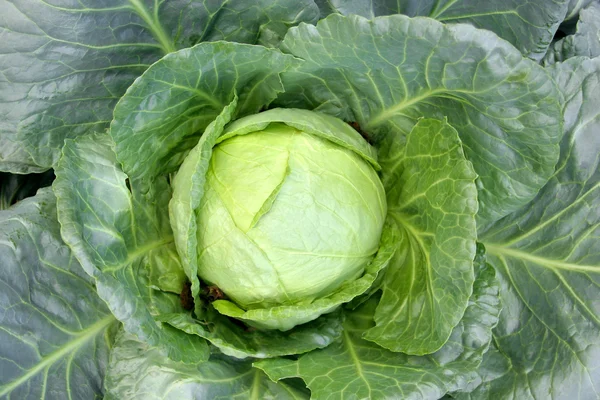 Cabbage Royalty Free Stock Photos