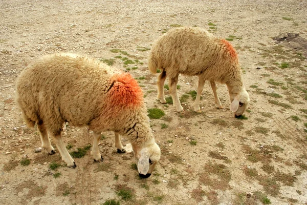 Moutons — Photo