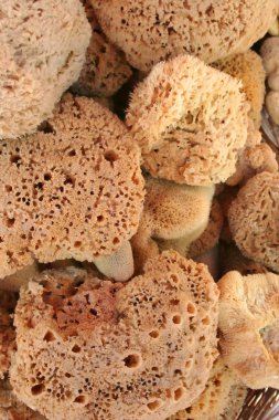 doğal Süngerler, Hediyelik eşya ve kabukları semt pazarı satış