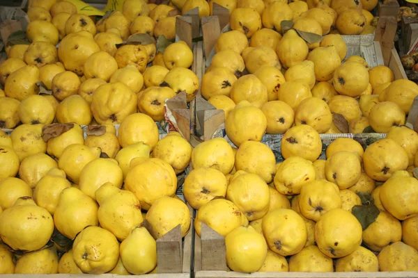 Anatolian quince — Stock Photo, Image