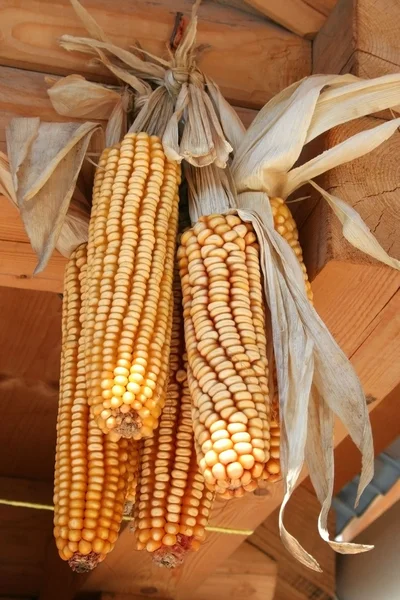 Dried corns hanging from roof — Stock Photo, Image