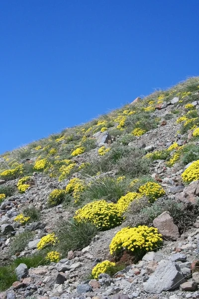 Blume an natürlichen Stellen (am Berg)) — Stockfoto