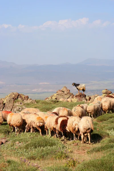 Owce karmienia na górze — Zdjęcie stockowe
