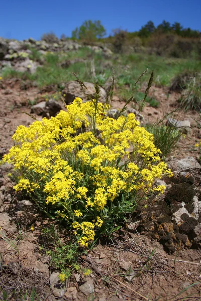 Blume an natürlichen Stellen (am Berg)) — Stockfoto
