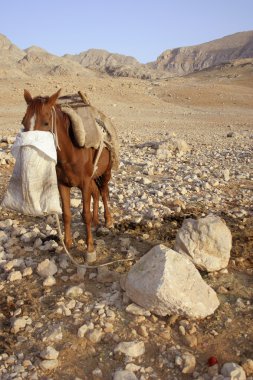 kırsal alanda at