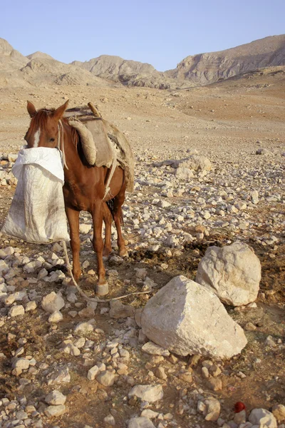 Un cavallo nella zona rurale — Foto Stock