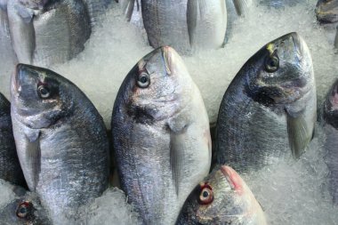 arka plan olarak balık