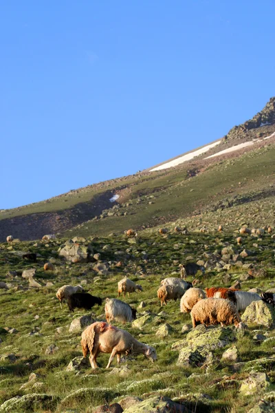 Pecore che si nutrono di montagna — Foto Stock