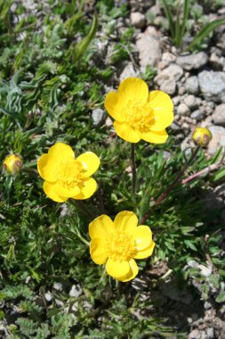 kır çiçekleri Mountain