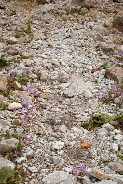 Blume auf der Spitze eines Berges — Stockfoto