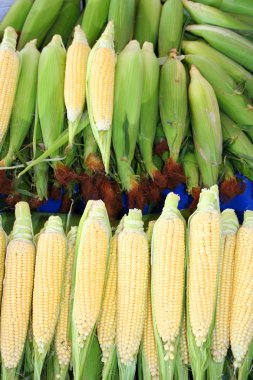 maizes'ın Bazaarı at