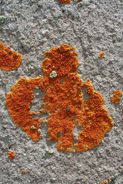 Orange color fungus as background — Stock Photo, Image