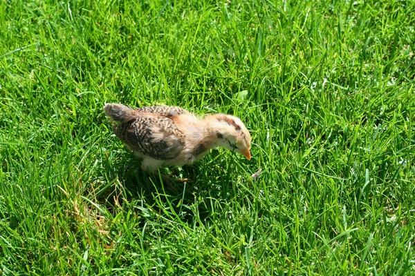 かわいい鶏の庭で放牧 — ストック写真
