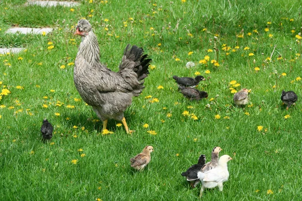 Pollos en el jardín —  Fotos de Stock