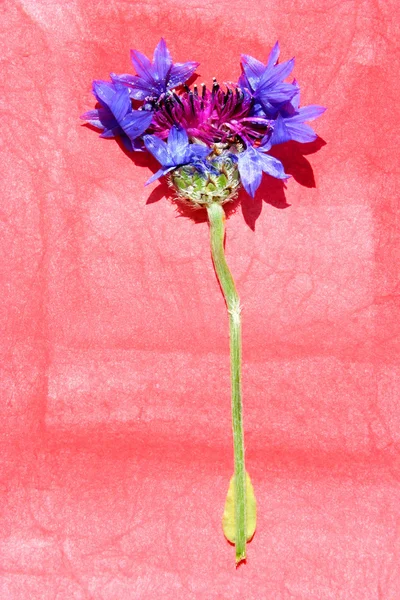 Suszone kwiaty i malowane papieru, grafika — Zdjęcie stockowe