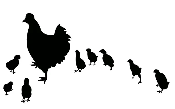 Pollo y sus pollitos, vector — Vector de stock