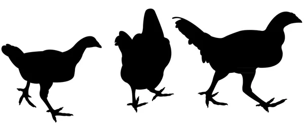 Pollo silueta vector — Vector de stock