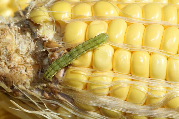 Worm on organic maize — Stock Photo, Image