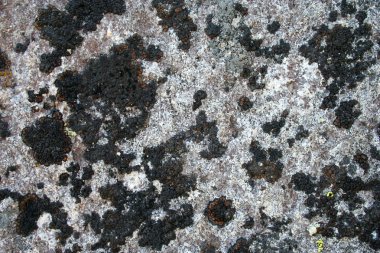 Arka plan olarak liken