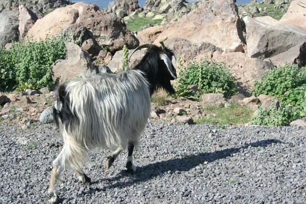 Goat at mountain — Stock Photo, Image