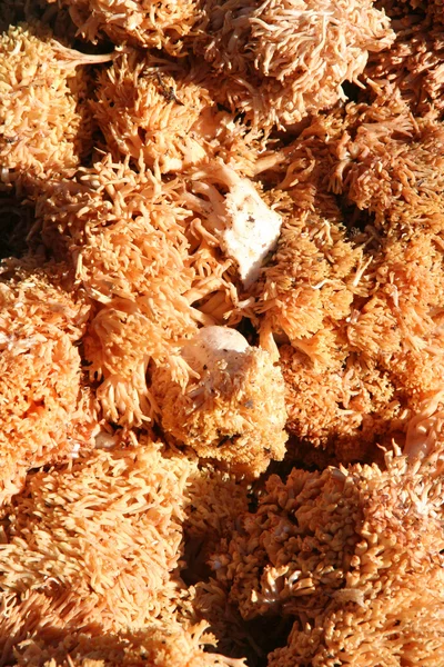 Cogumelos no bazar — Fotografia de Stock