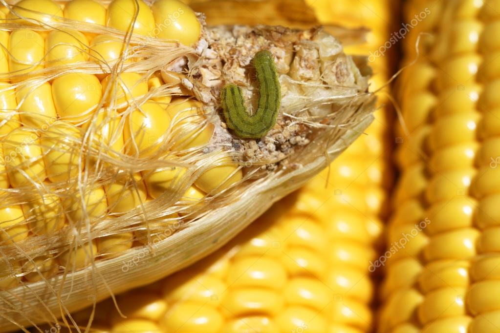 fonalfereg kukorica