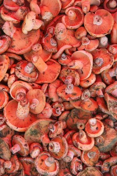 Cogumelos no bazar — Fotografia de Stock
