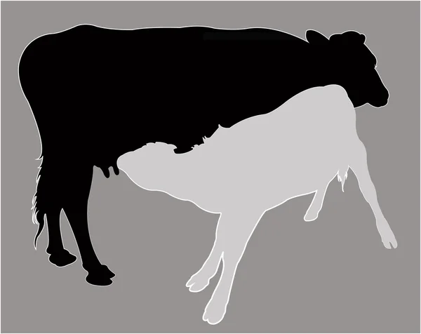 子牛の哺乳ミルク — ストック写真