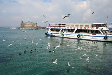 Boğaziçi, istanbul martı