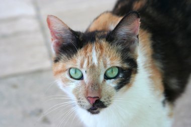 Şirin kedi portresi