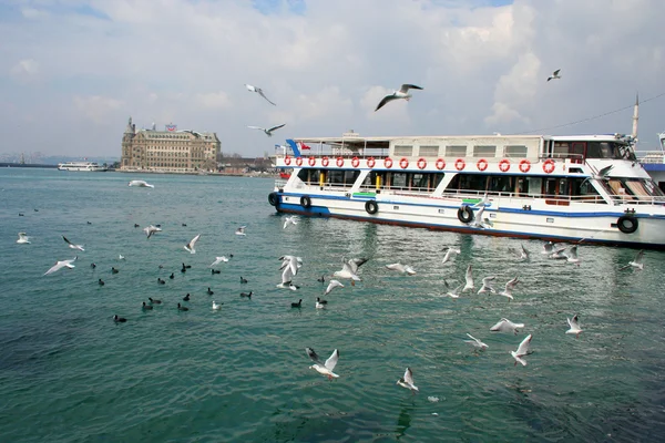 Boğaziçi, istanbul martı