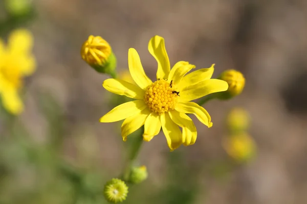 春の草でのデイジーの花 — ストック写真