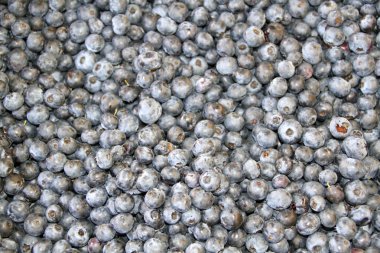 taze acai çilek hasat