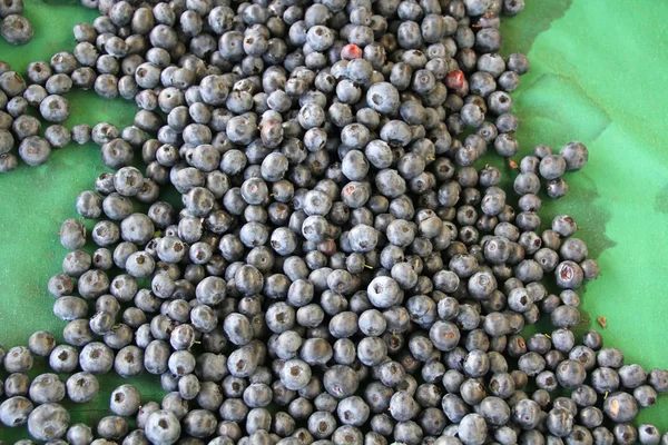 Сбор свежих ягод асаи — стоковое фото