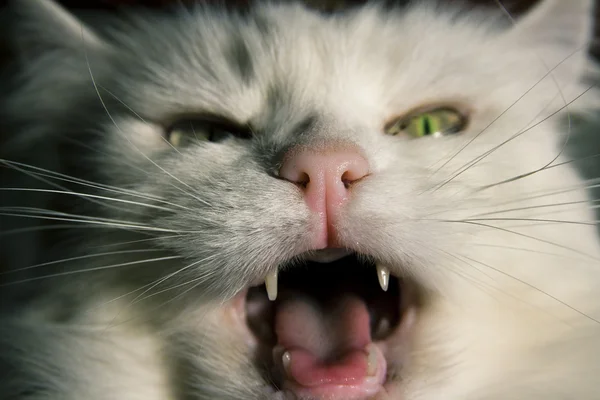 ニャーと鳴く猫 — ストック写真