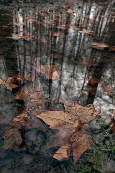 Hojas de otoño — Foto de Stock