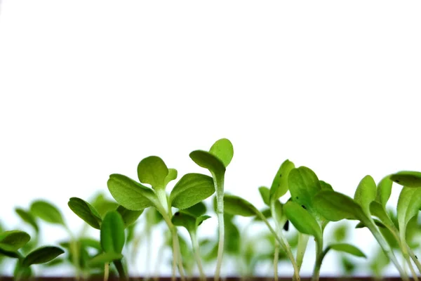 küçük genç sürgünler salatası