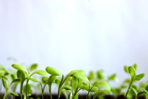 küçük genç sürgünler salatası