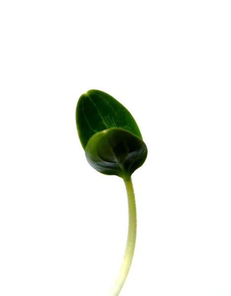 キュウリの若い小さな芽 — ストック写真