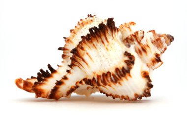 deniz ya da okyanus Cockleshell