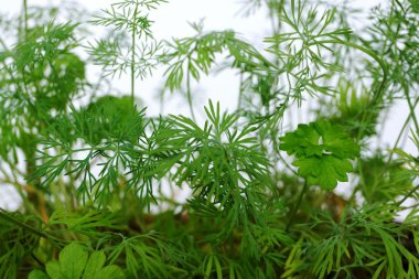 genç sürgünler, maydanoz ve rezene