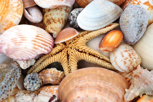 Tutte le specie da cockleshells — Foto Stock