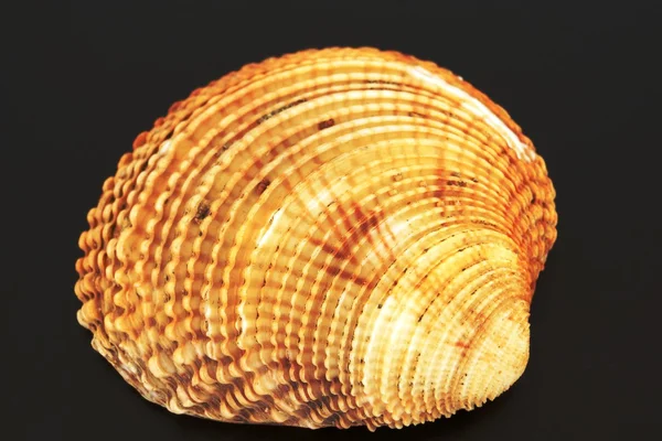 Cockleshells from the sea, from the ocean — Stock Photo, Image