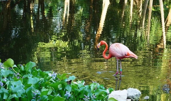 Roze flamingo — Stockfoto