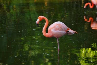 Bir profildeki pembe flamingo