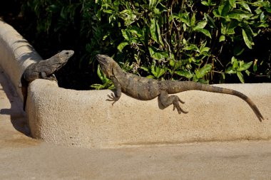 iki kertenkeleler güneşte basked