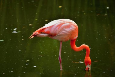 Suda pembe flamingo